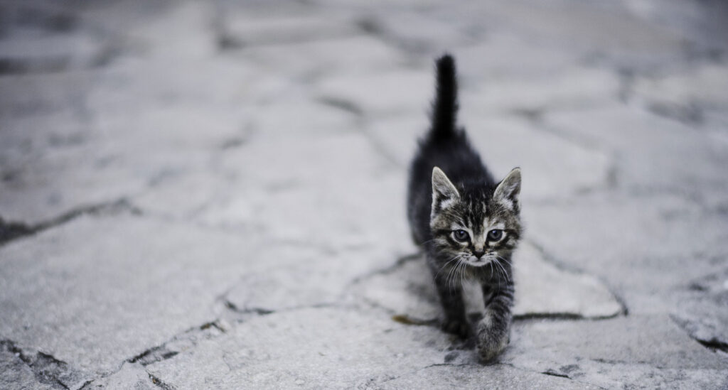 Logo of Stretching Kitten