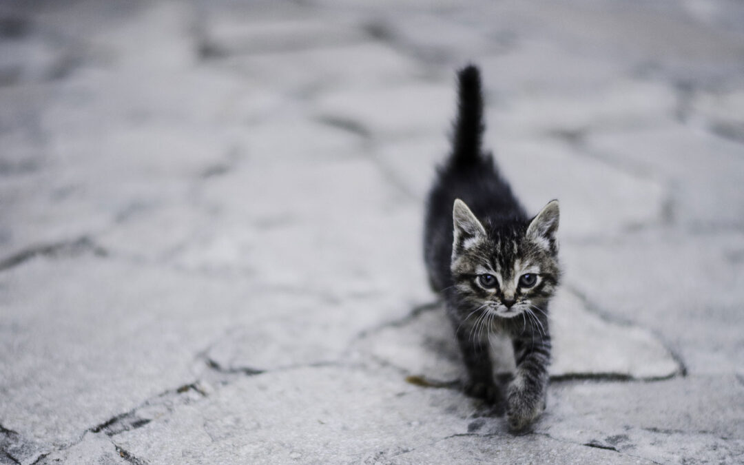 Stretching Kitten Fund