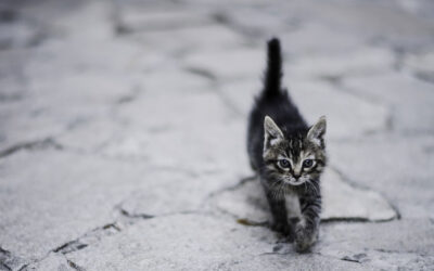 Stretching Kitten Fund